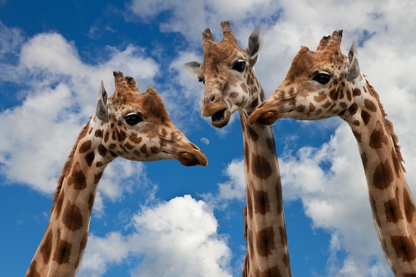 Image of three giraffes heads set against sky as if conversing