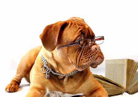 dog with glasses